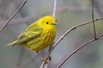 Yellow Warbler, Celery Farm 2018-04-29 231