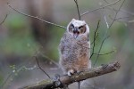 Great Horned Owl, NJ 2018-04-30 120