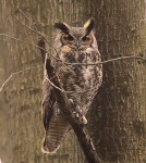 Great Horned Owl, NJ 2018-04-30 189