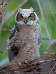 Great Horned Owl, NJ 2018-04-30 74