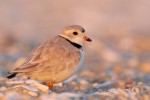 Piping Plover, Sandy Hook 2018-05-02 117