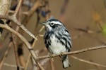 Black-and-white Warbler, Sandy Hook 2018-05-02 235