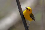 Prothonotary Warbler, Celery Farm 2018-05-02 446