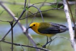Prothonotary Warbler, Celery Farm 2018-05-02 480