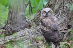 Great Horned Owl, NJ 2018-05-04 345