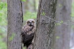 Great Horned Owl, NJ 2018-05-04 535