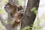 Great Horned Owl, NJ 2018-05-04 630