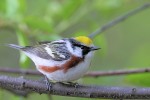 Chestnut-sided Warbler, Garret Mtn 2018-05-05 314