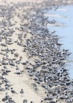 Laughing Gulls, Reed's Beach 2018-05-09 52