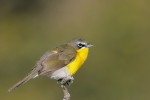 Yellow-breasted Chat, Cape May 2018-05-11 324