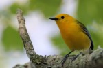 Prothonotary Warbler, Cape May 2018-05-11 383