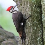 Pileated Woodpecker, Garret Mountain 2018-05-15 142