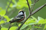 Chestnut-sided Warbler, Sterling Forest 2018-05-18 154