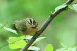 Worm-eating Warbler, Sterling Forest 2018-05-18 236