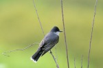 Eastern Kingbird, Sterling Forest 2018-05-18 315