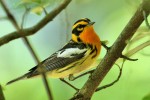Blackburnian Warbler, Garret Mountain 2018-05-21 358