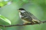 Blackpoll Warbler, Garret Mountain 2018-05-21 398