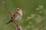 Henslow's Sparrow, Shawangunk Grasslands 2018-06-05 104