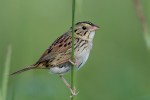Henslow's Sparrow, Shawangunk Grasslands 2018-06-05 230