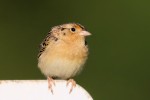 Grasshopper Sparrow, Shawangunk Grasslands 2018-06-05 45