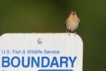 Grasshopper Sparrow, Shawangunk Grasslands 2018-06-05 55