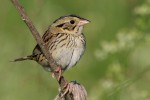 Henslow's Sparrow, Shawangunk Grasslands 2018-06-05 86
