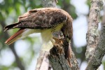 Red-tailed Hawk, with chipmunk 2018-06-07 523