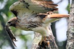 Red-tailed Hawk 2018-06-07 545