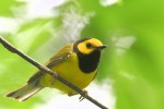 Hooded Warbler Worthington State Forest 2018-06-07 88