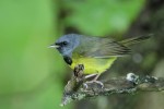 Mourning Warbler, Tug Hill WMA 2018-06-15 1013