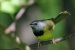 Mourning Warbler, Tug Hill WMA 2018-06-15 1182
