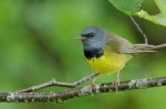Mourning Warbler, Tug Hill WMA 2018-06-15 969