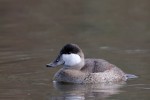 Ruddy Duck, with first trace of breeding plumage 2018-10-23 1105