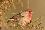 House Finch, State Line Lookout 2018-10-31 363