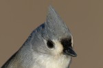 Tufted Titmouse, State Line Lookout 2018-11-07 539
