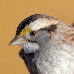 White-throated Sparrow, State Line Lookout 2018-11-08 119