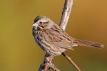 Song Sparrow, State Line Lookout 2018-11-08 140