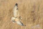 Short-eared Owl, Shawangunk NWR 2019-02-19 114