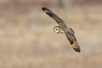 Short-eared Owl, Shawangunk NWR 2019-02-19 234