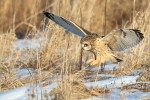 Short-eared Owl, Shawangunk NWR 2019-02-19 404