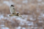 Short-eared Owl, Shawangunk NWR 2019-02-19 462