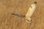 Short-eared Owl, Shawangunk NWR 2019-02-19 99