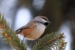 Boreal Chickadee in New Jersey (first record since 1984) 2019-02-26 413
