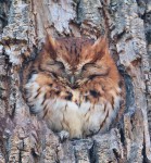 Eastern Screech-owl, NJ 2019-03-20 136