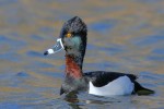 Ring-necked Duck, Garret Mountain 2019-03-27 114