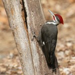 Pileated Woodpecker, Garret Mountain 2019-04-04 630