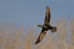 Double-crested Cormorant, Celery Farm 2019-04-10 105