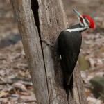 Pileated Woodpecker, Garret Mountain 2019-04-19 237