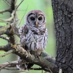 Barred Owl, NJ 2019-08-02 1407