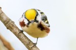 Chestnut-sided Warbler, Garret Mountain 2020-05-11 142